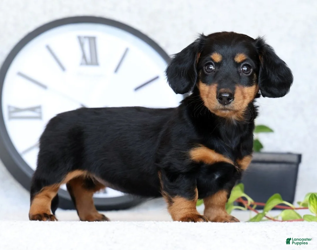 Miniature Dachshund dogs for sale: Willow - Ad 2