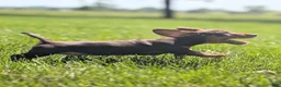 Miniature Dachshund dogs for sale: Comet - Ad 6