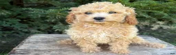 Cockapoo dogs for sale: Jane - Ad 4