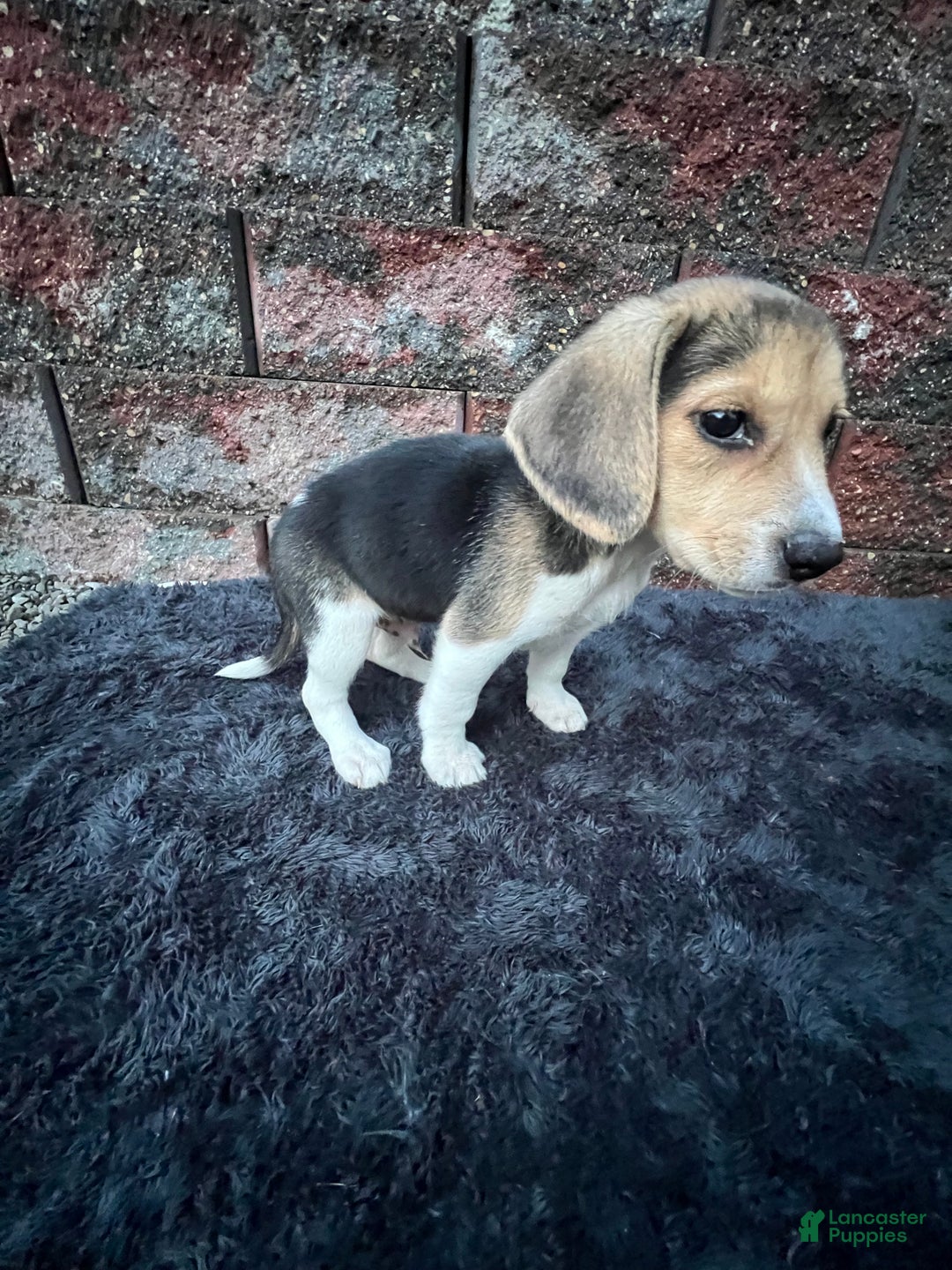 Beagle dogs for sale: Gunner - Ad 3