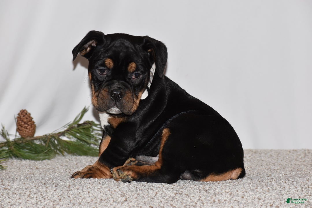 Mixed Breed dogs for sale: Buddy - Ad 5