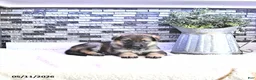 German Shepherd dogs for sale: Brynn - Ad 4