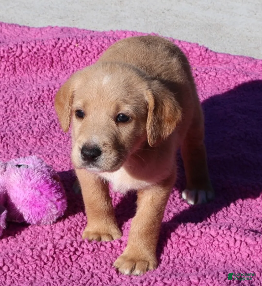 Labradoodle dogs for sale: Cinnamon  - Ad 1