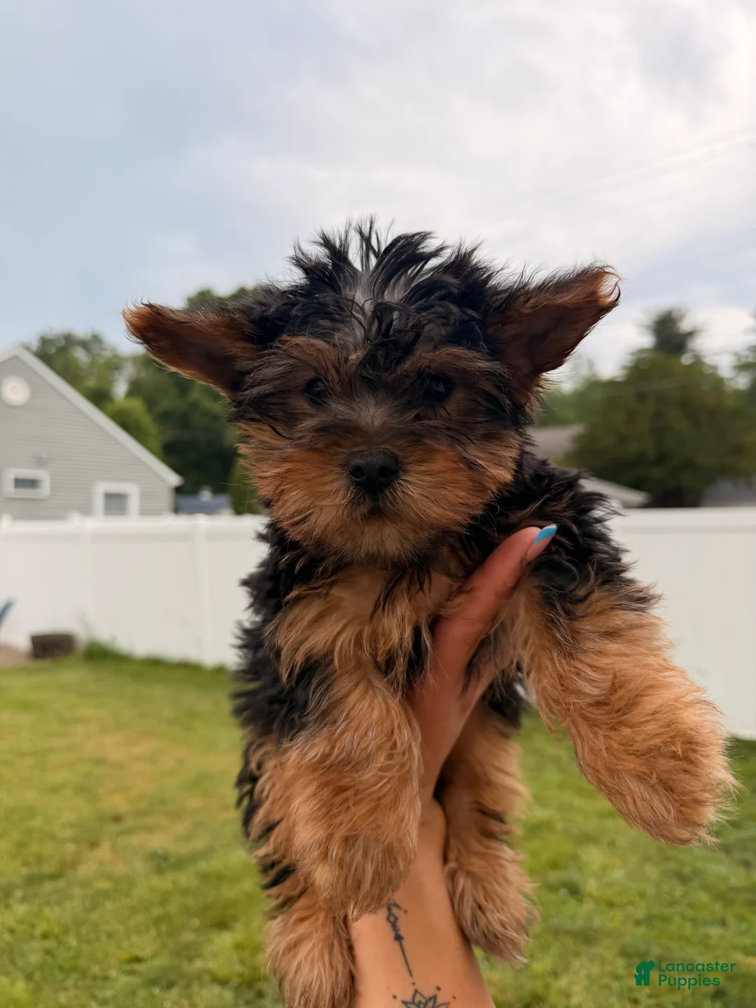 Yorkshire Terrier dogs for sale: Yorkshire Terrier Puppy 1 - Ad 1