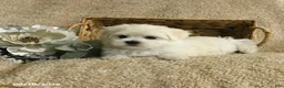 Maltese dogs for sale: Rider - Ad 5
