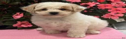 Bichpoo dogs for sale: Kristy - Ad 7