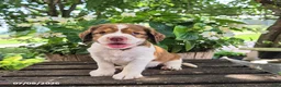 English Springer Spaniel dogs for sale: Nova - Ad 4