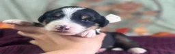 Bernedoodle dogs for sale: Ivanna - Ad 4