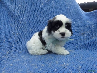 Malshi dogs WIll - Ad 9