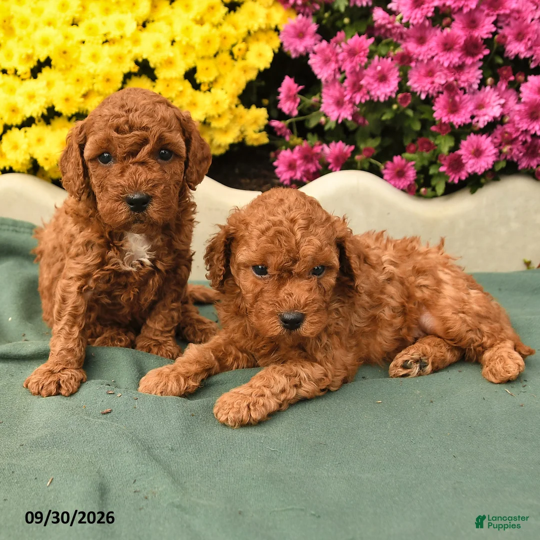 Toy Poodle dogs for sale: Timmy - Ad 3