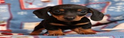 Miniature Dachshund dogs for sale: Henry - Ad 7