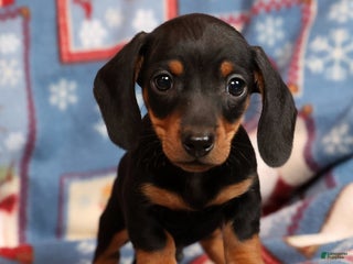 Miniature Dachshund dogs Henry - Ad 37