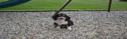 Mini Bernedoodle dogs for sale: Rosie - Ad 6