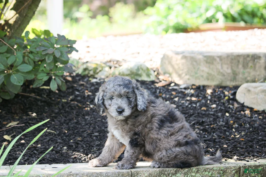 Mini Goldendoodle dogs for sale: Ranger - Ad 2