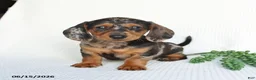 Miniature Dachshund dogs for sale: Digger - Ad 4