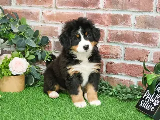 Bernese Mountain Dog dogs Gingerbread - Ad 2