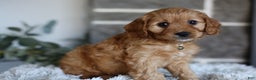 Cavapoo dogs for sale: Mochi - Ad 6