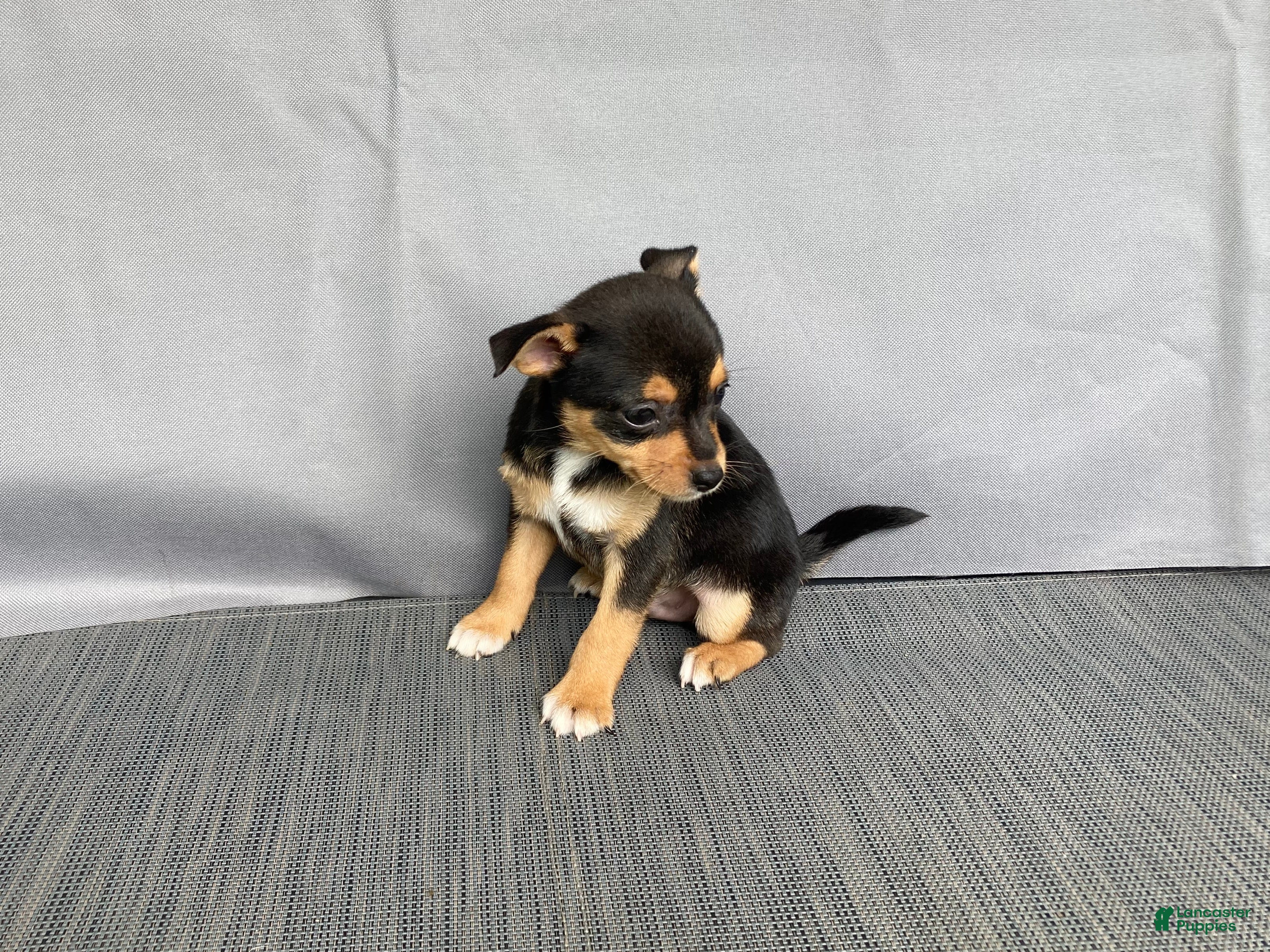 Chihuahua dogs Waylon - Ad 2