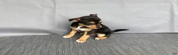 Chihuahua dogs for sale: Waylon - Ad 2