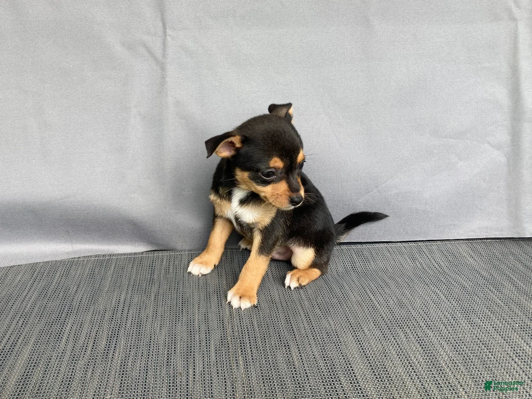 Chihuahua dogs for sale: Waylon - Ad 2