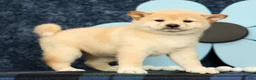 Shiba Inu dogs for sale: Katie - Ad 4