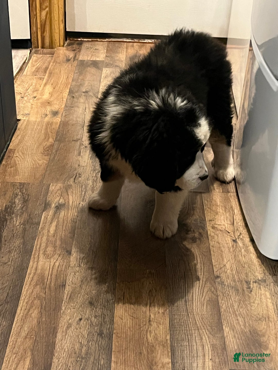 Bernese Mountain Dog dogs for sale: Bernese Mountain Dog Puppy 2 - Ad 2