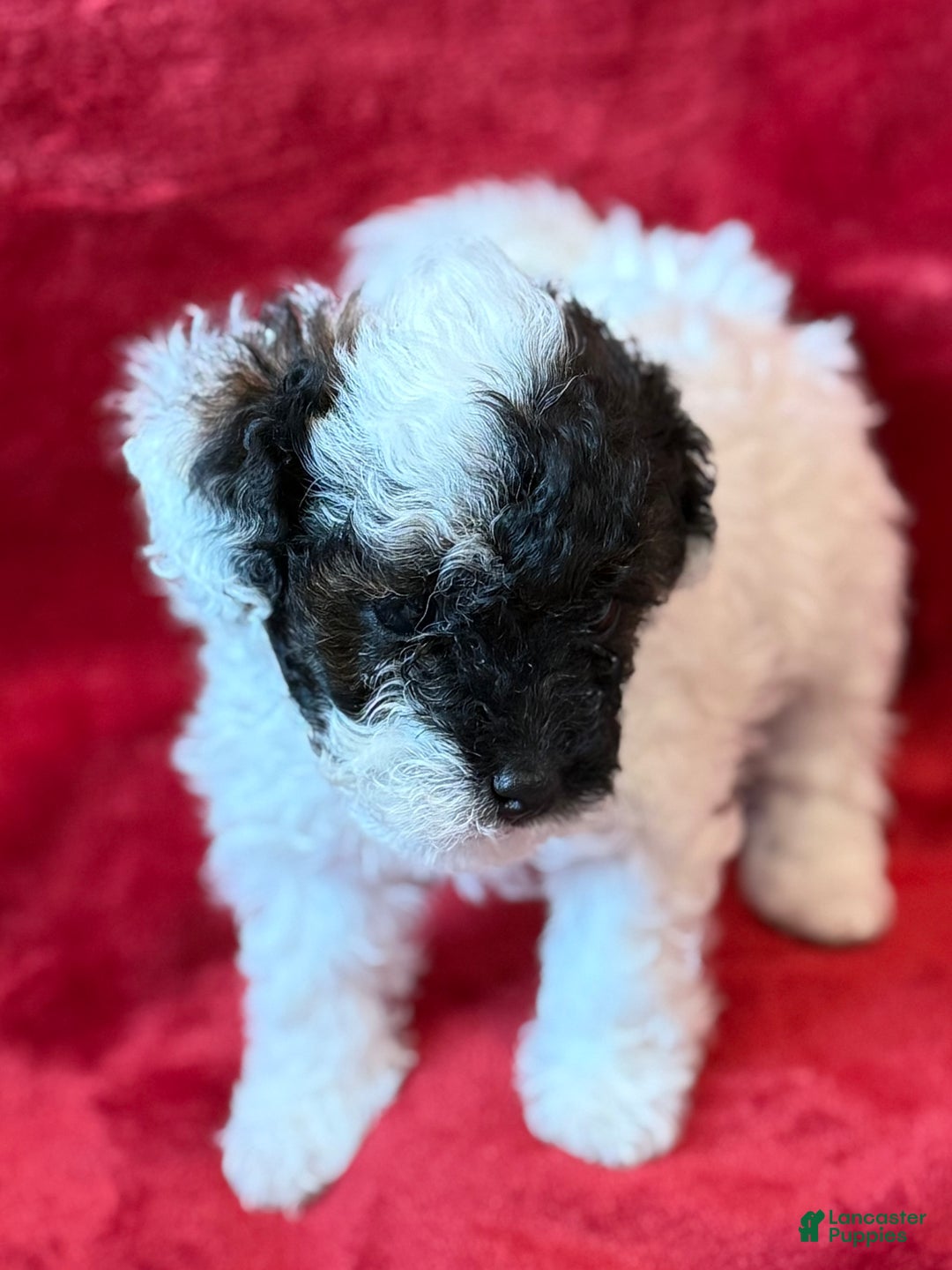 Mini Bernedoodle dogs for sale: Moet - Ad 3