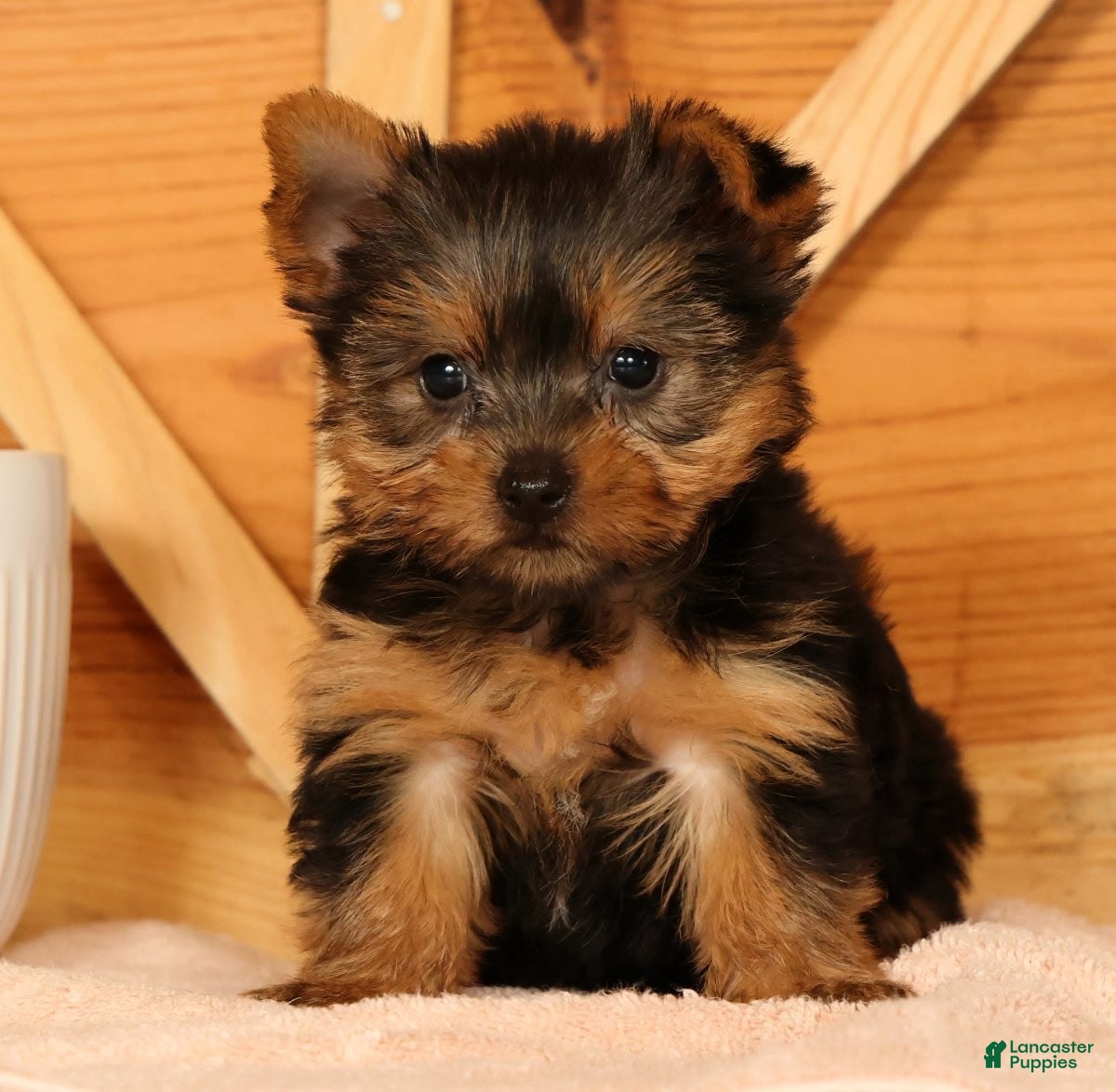 Yorkshire Terrier dogs Zoe - Ad 2