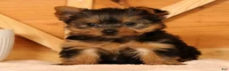 Yorkshire Terrier dogs for sale: Zoe - Ad 2