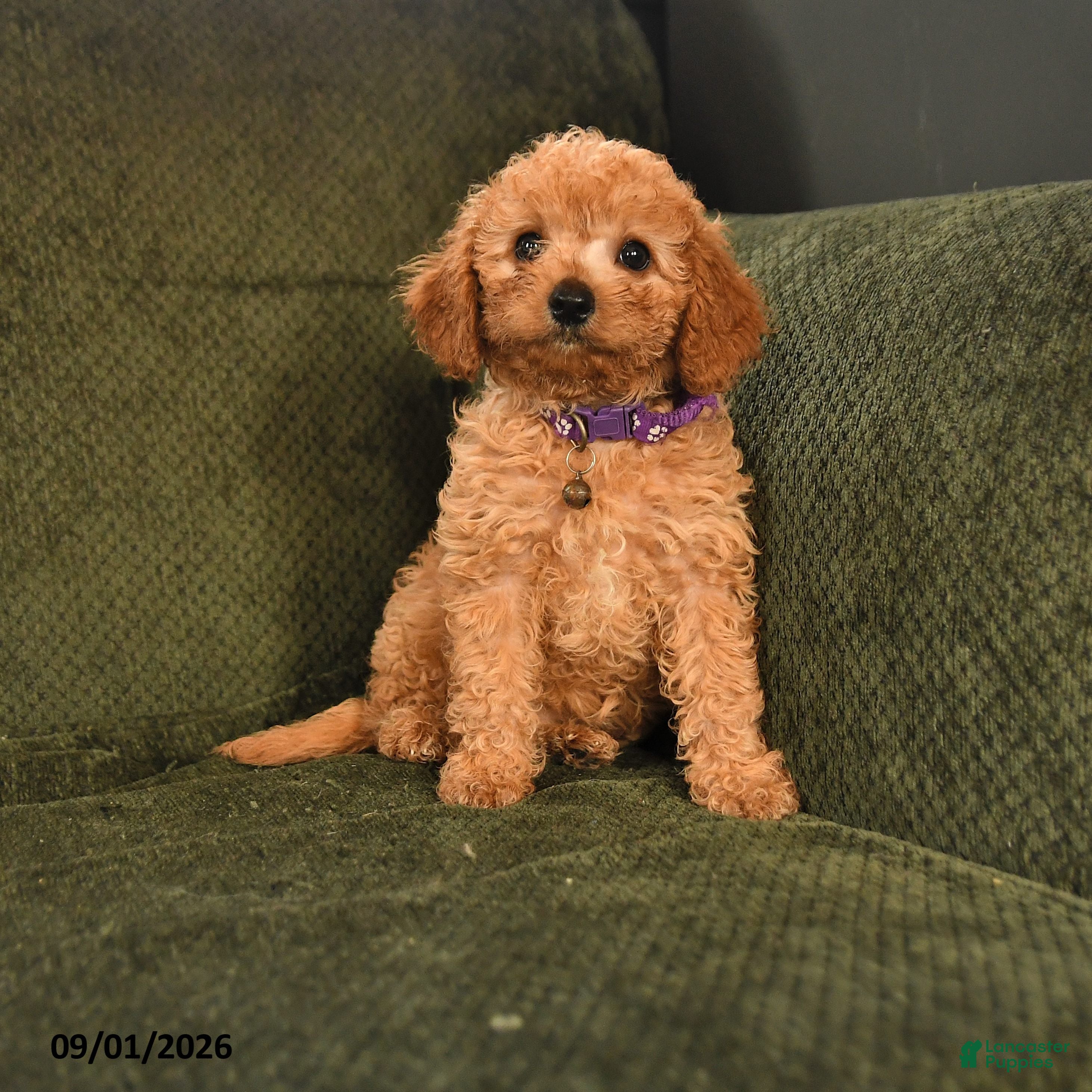 Cavapoo dogs Irene - Ad 1