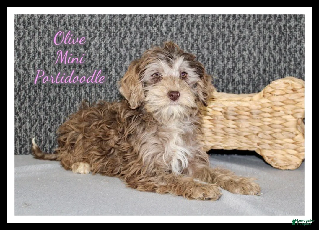 Mixed Breed dogs for sale: Olive - Ad 1