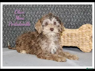 Mixed Breed dogs Olive - Ad 12