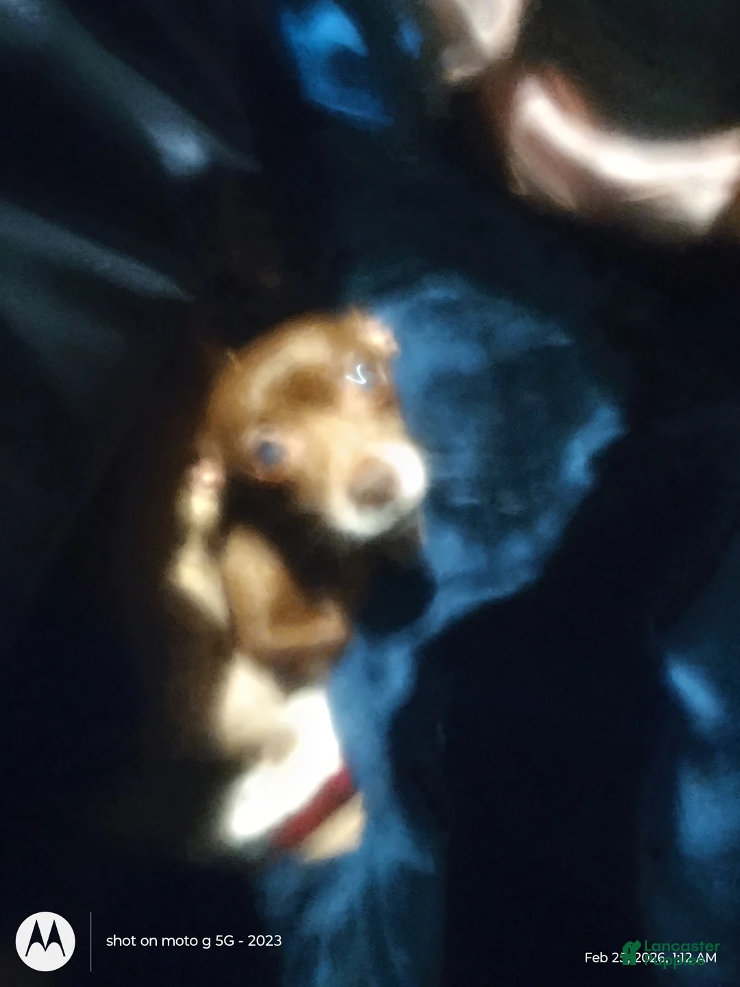 Chiweenie dogs for sale: Chiweenie Puppy 2 - Ad 5