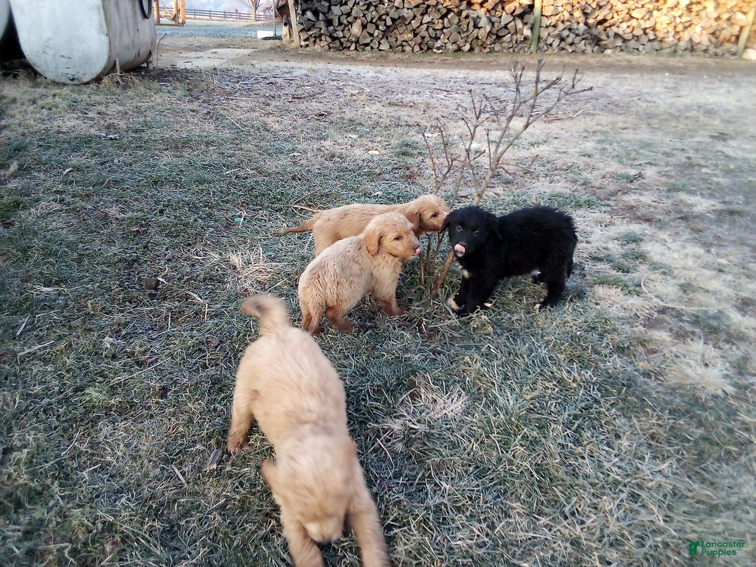 Mixed Breed dogs for sale: Cookie  - Ad 5