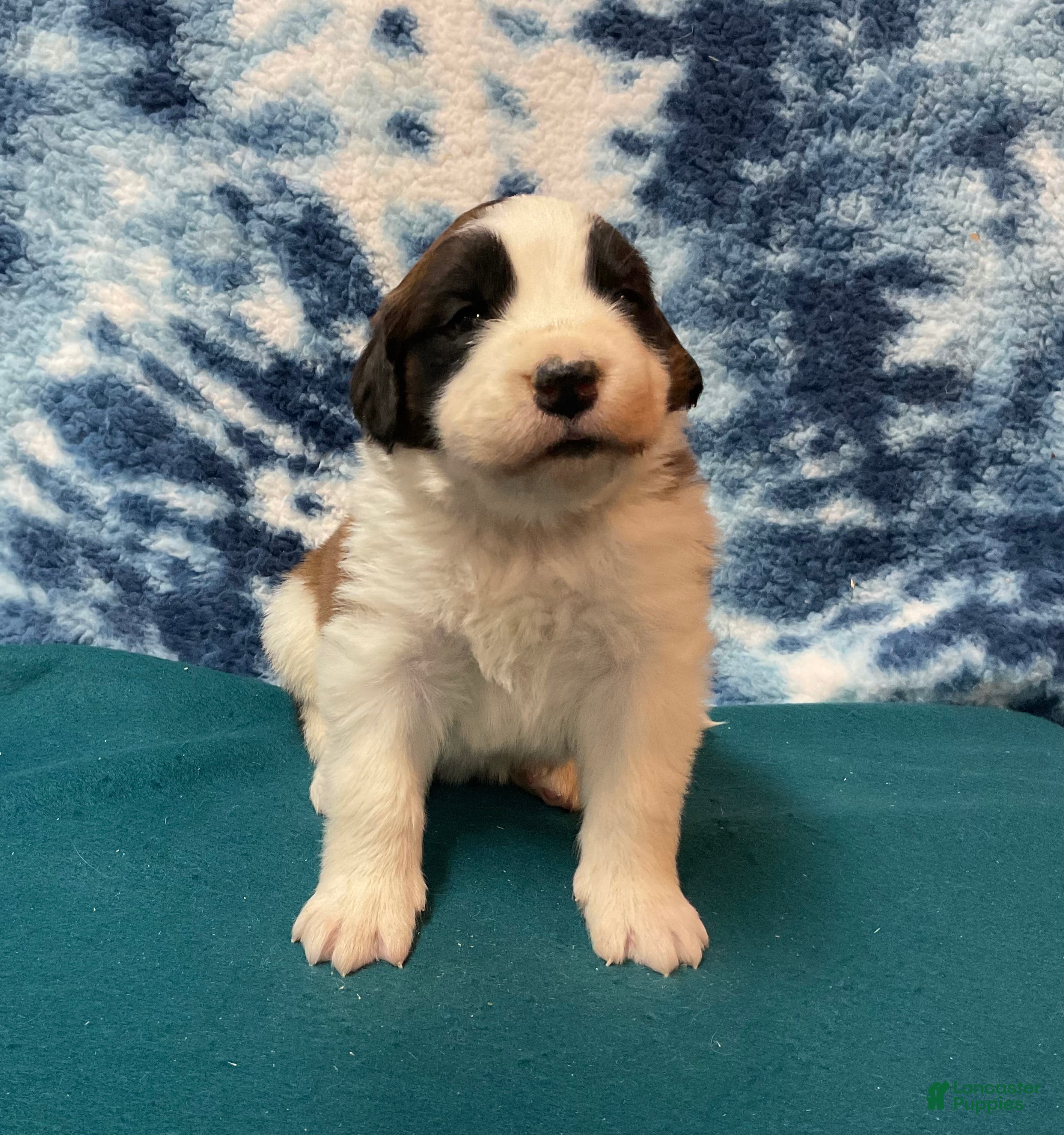 Saint Bernard dogs Saint Bernard Puppy 8 - Ad 2