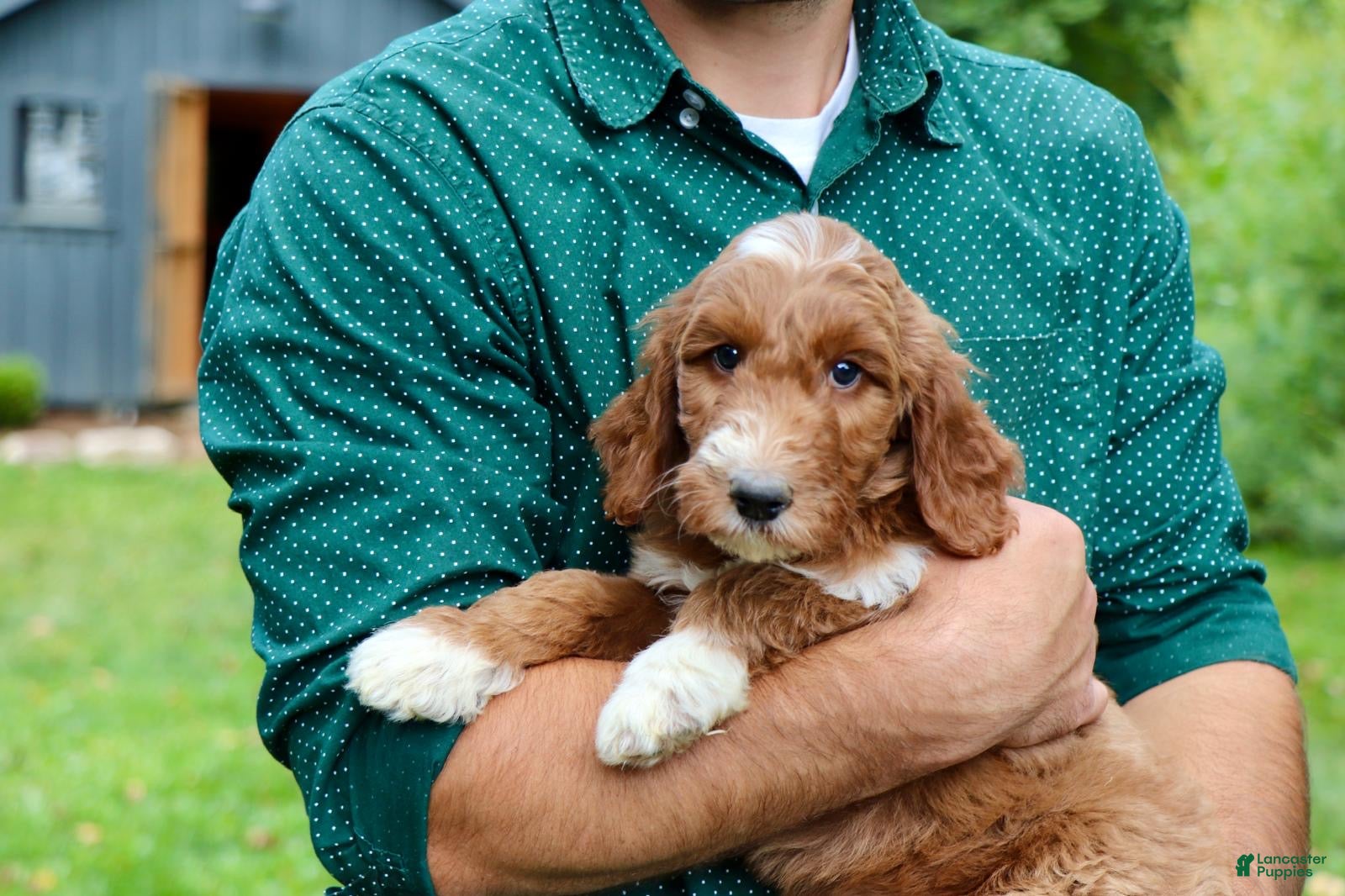 Red Setter Puppy Irish Setter Goldendoodle Irish Doodle Puppies