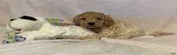 Mini Goldendoodle dogs for sale: Briggs (unofficial name) - Ad 4