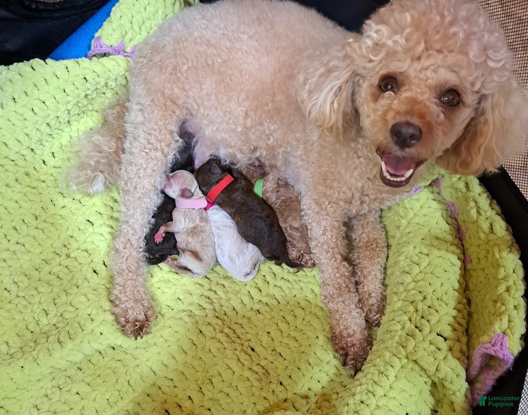 Toy Poodle dogs for sale: Godiva (Chocolate Phantom Female) - Ad 2