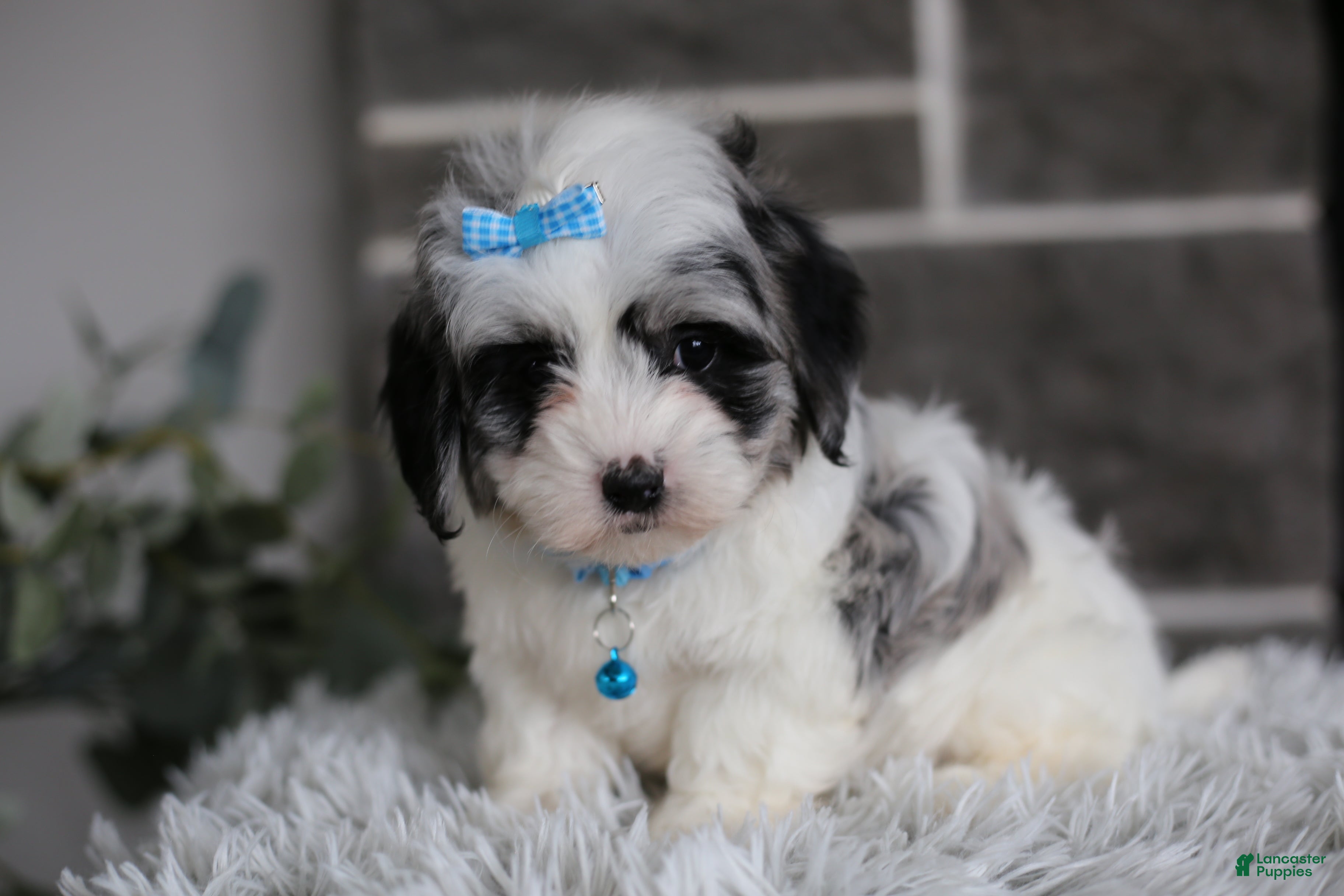 Maltipoo dogs Sapphire - Ad 17