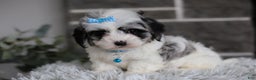 Maltipoo dogs for sale: Sapphire - Ad 1