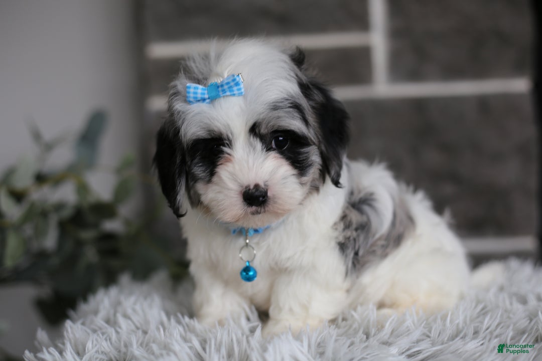 Maltipoo dogs for sale: Sapphire - Ad 1