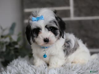 Maltipoo dogs Sapphire - Ad 24