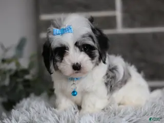 Maltipoo dogs Sapphire - Ad 36