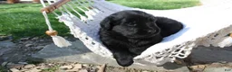 Newfoundland dogs for sale: Ember - Ad 10