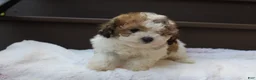 Miniature Poodle dogs for sale: Hallie - Ad 8