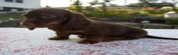 Miniature Dachshund dogs for sale: Niles - Ad 5