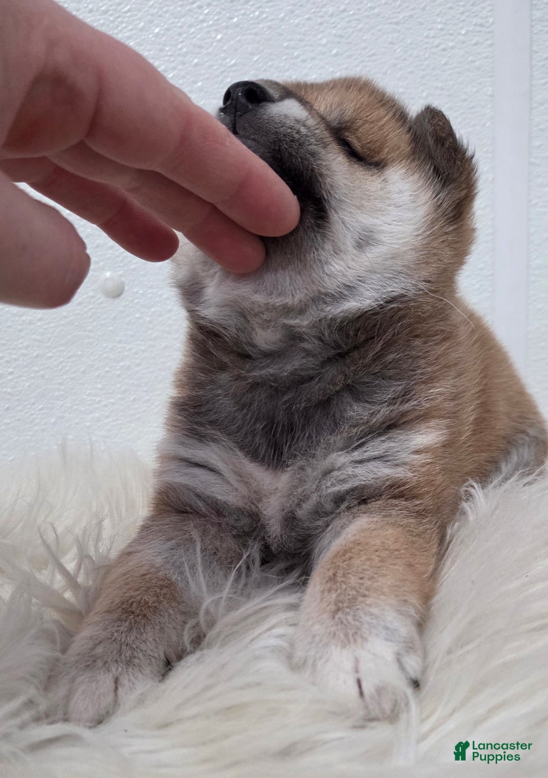 Shiba Inu dogs for sale: Anya - Ad 3