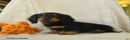Miniature Dachshund dogs for sale: Kimmy - Ad 4