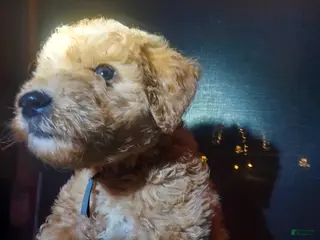 Goldendoodle dogs Goldendoodle Puppy 4 - Ad 21