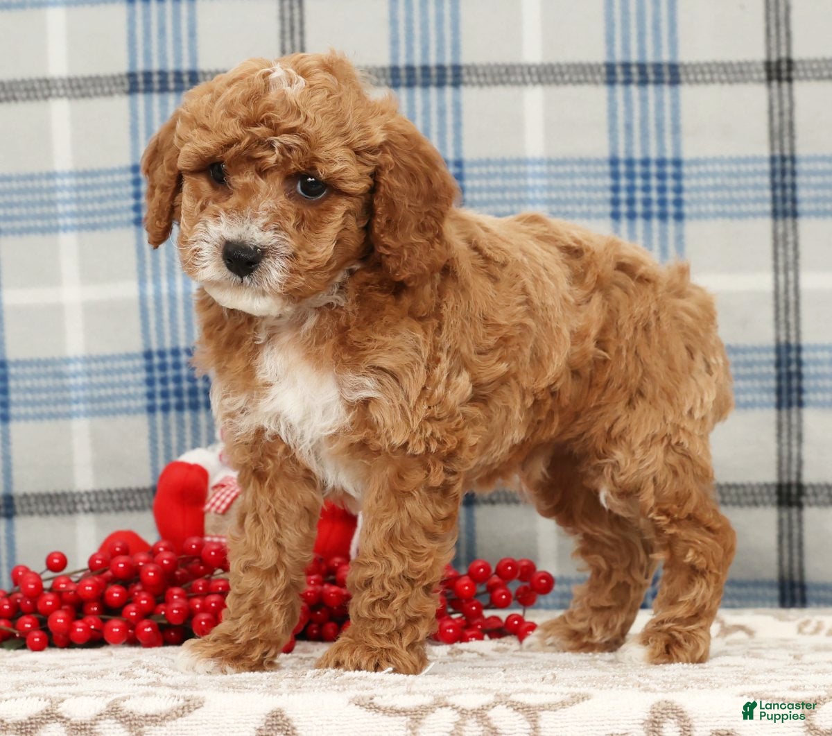 Cavapoo dogs Joey - Ad 7
